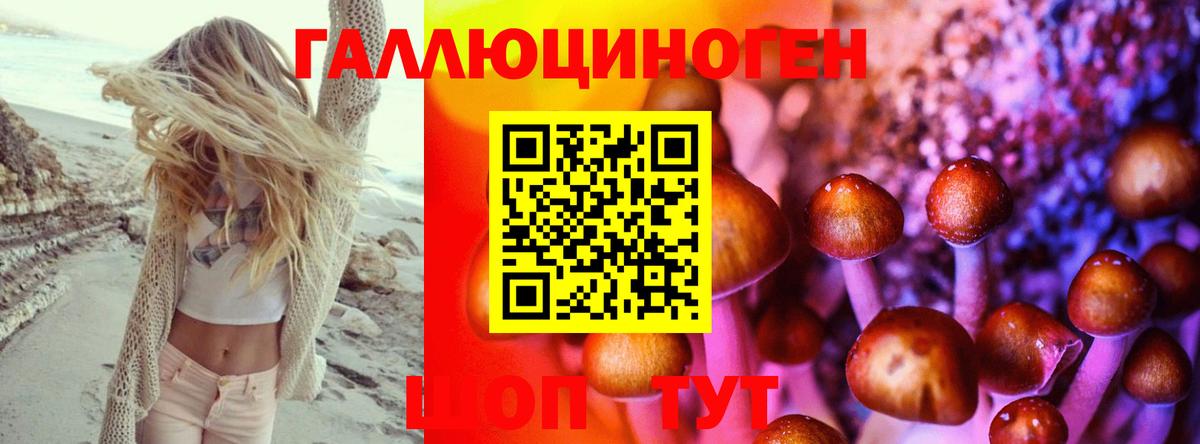 Махачкала  Галлюциногенные грибы Cubensis  Вход с VPN 